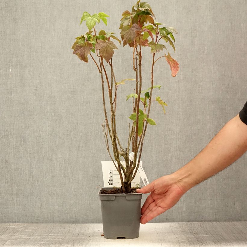 Exemplaar van Zwarte bes Delbard Robusta Pot van 2 l/3 l zoals geleverd in de zomer