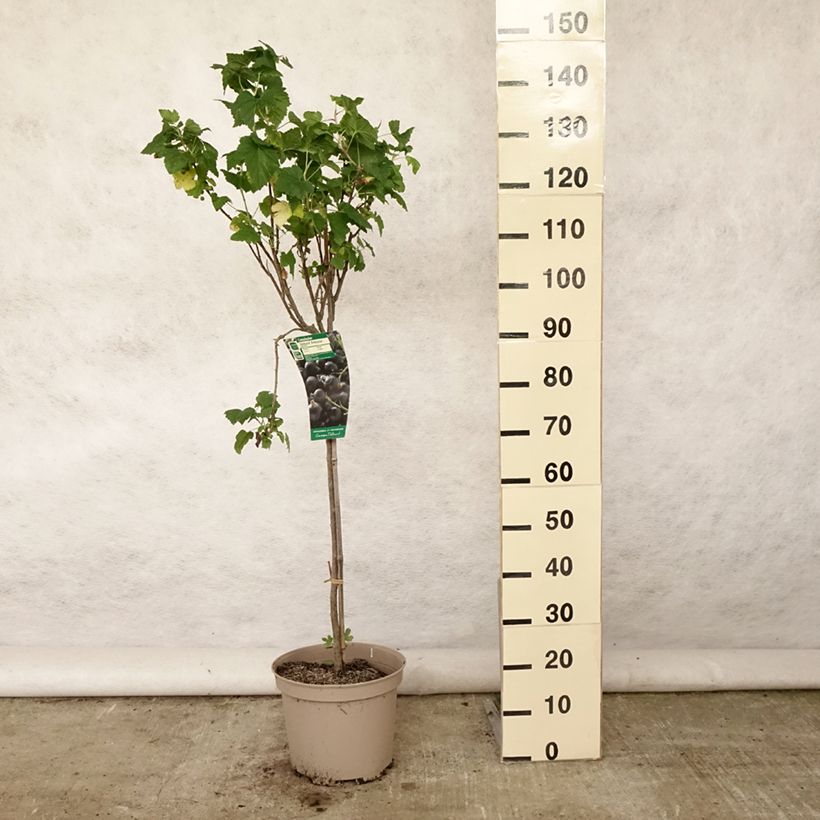 Exemplaar van Zwarte bes Delbard Robusta Pot van 7,5 l/10 l, Kwartstam zoals geleverd in de zomer