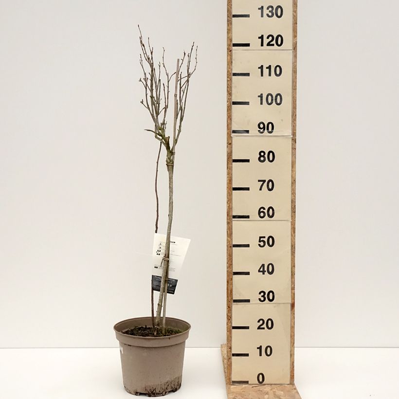 Exemplaar van Zwarte bes Delbard Robusta Pot van 7,5 l/10 l, Kwartstam zoals geleverd in de winter