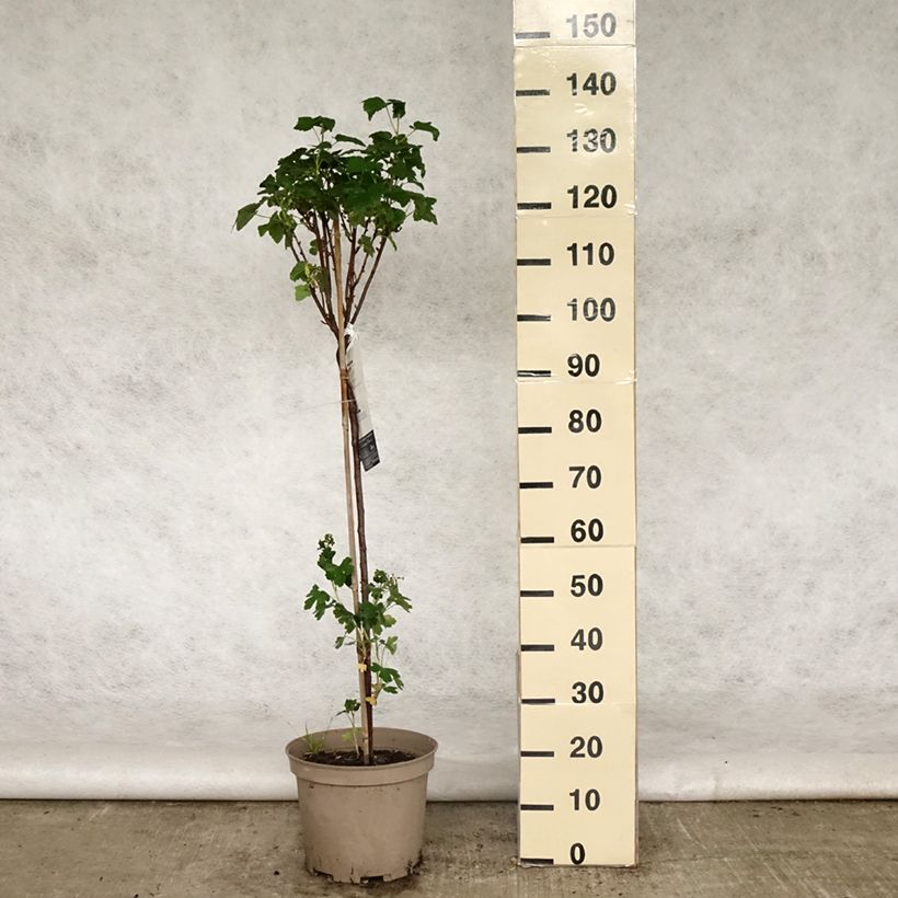 Exemplaar van Zwarte bes Delbard Robusta Pot van 7,5 l/10 l, Kwartstam zoals geleverd in de lente