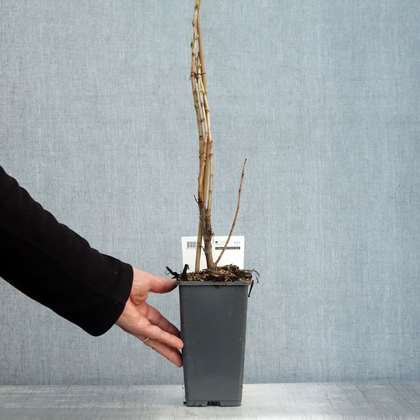 Exemplaar van Zwarte bes Little Black Sugar Pot van 1,5 l/2 l, Struik zoals geleverd in de herfst