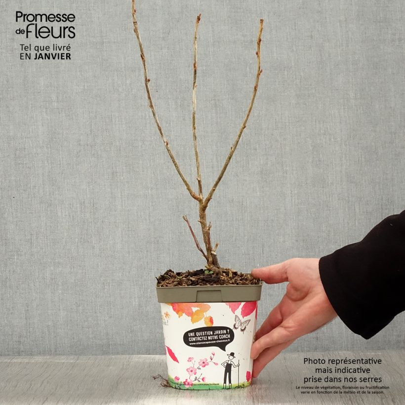 Exemplaar van Zwarte bes Neva Pot van 2 l/3 l, Struik zoals geleverd in de winter