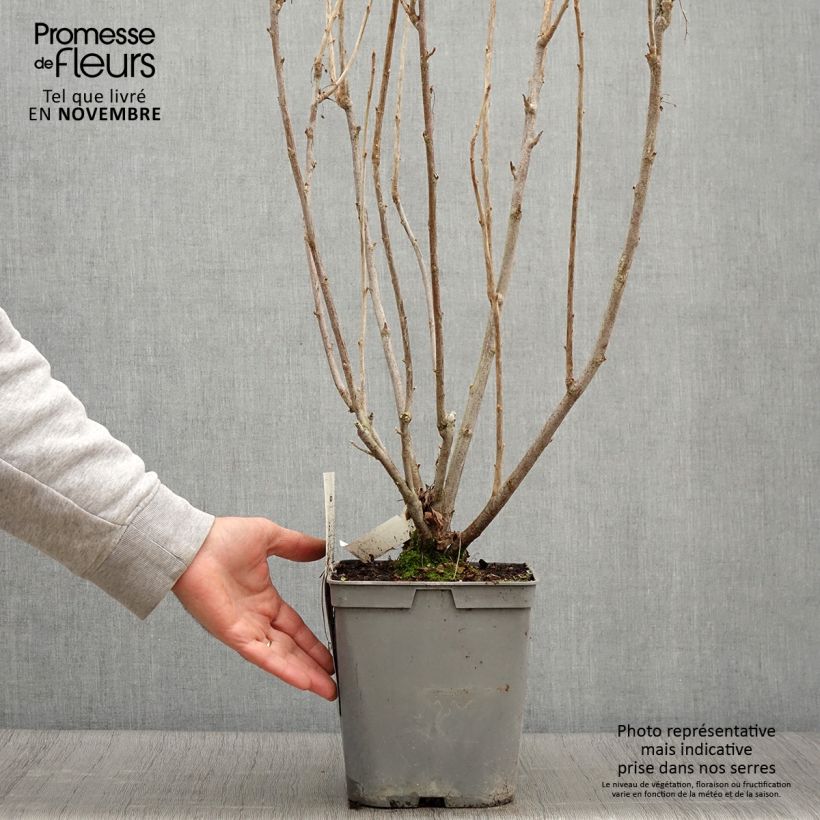 Exemplaar van Zwarte bes Noir de Bourgogne Pot van 4 l/5 l zoals geleverd in de herfst
