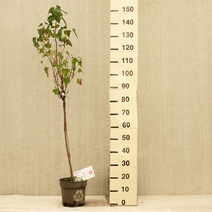 Exemplaar van Zwarte bes Ojebyn Pot van 6 l/7 l, Stengel zoals geleverd in de zomer