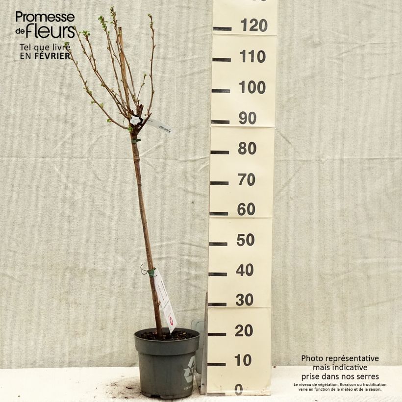 Exemplaar van Zwarte bes Ojebyn Pot van 6 l/7 l, Stengel zoals geleverd in de winter