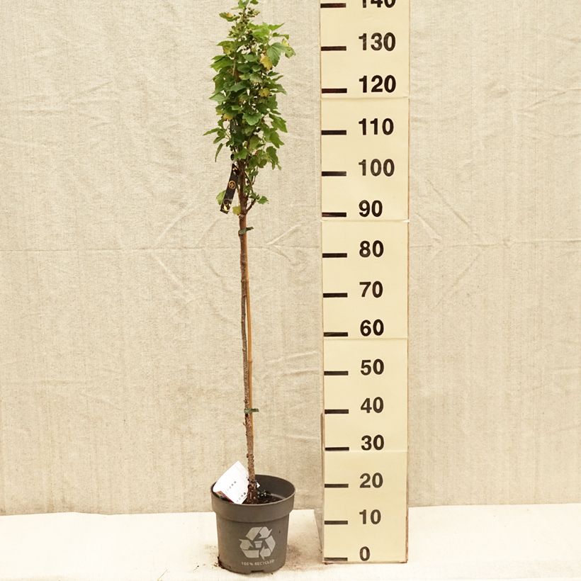 Exemplaar van Zwarte bes Ojebyn Pot van 6 l/7 l, Stengel zoals geleverd in de lente