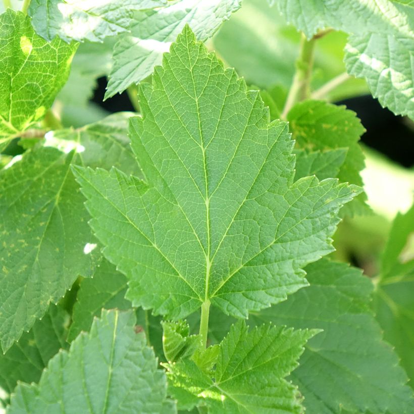 Zwarte bes Perles d'Auvergne Georges Delbard (Blad)