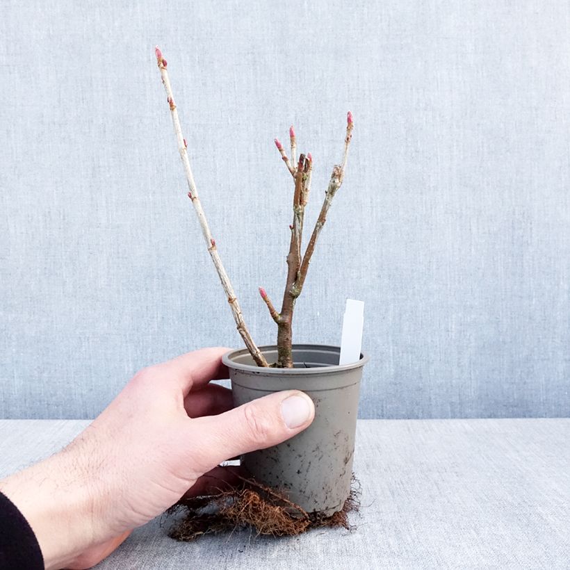 Exemplaar van Zwarte bes Titania Kweekpotje van 8/9 cm zoals geleverd in de winter