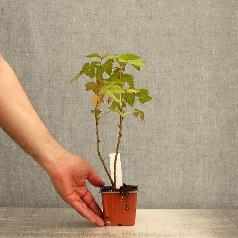 Exemplaar van Zwarte bes Titania Kweekpotje van 8/9 cm zoals geleverd in de lente