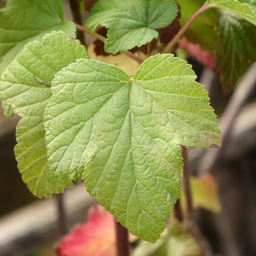 Zwarte bes Titania (Blad)