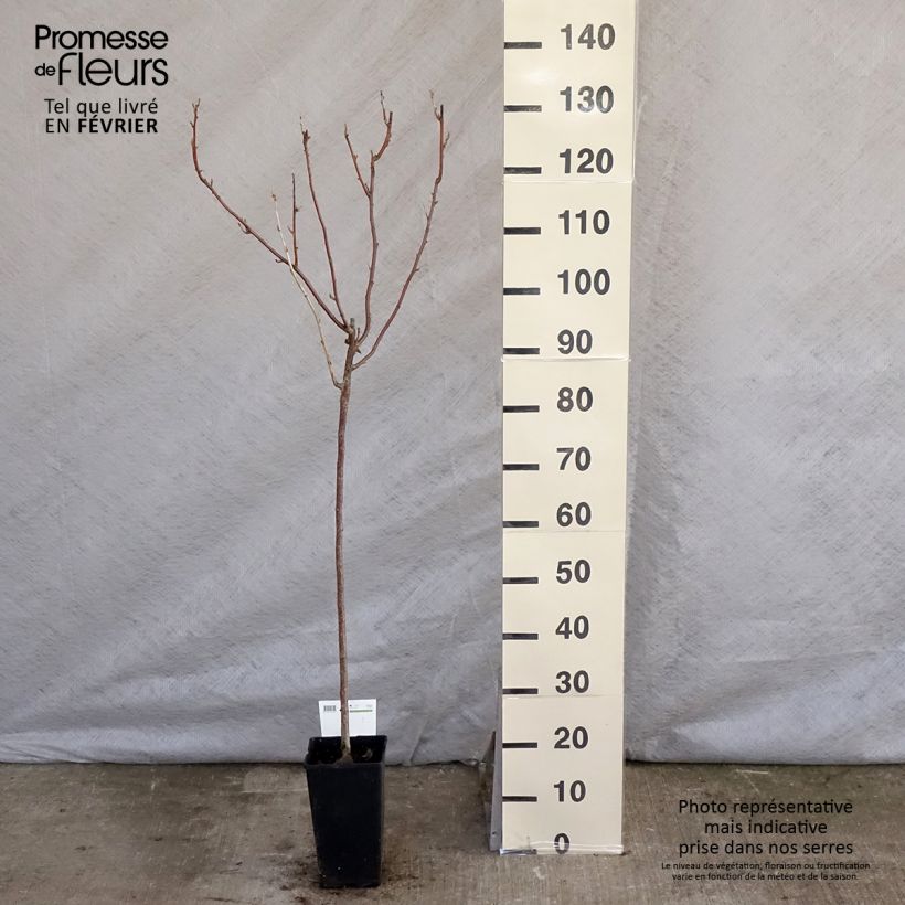 Exemplaar van Zwarte bes Titania Pot van 1,5 l/2 l, Stengel zoals geleverd in de winter