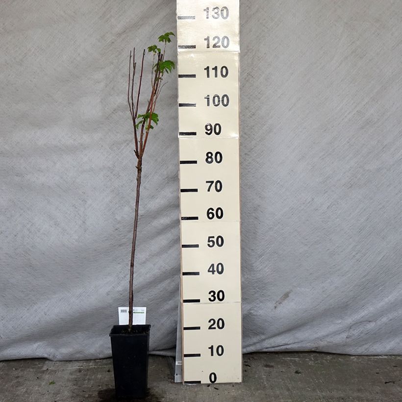 Exemplaar van Zwarte bes Titania Pot van 1,5 l/2 l, Stengel zoals geleverd in de lente