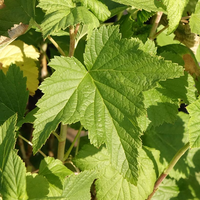 Zwarte bes Triton (Blad)