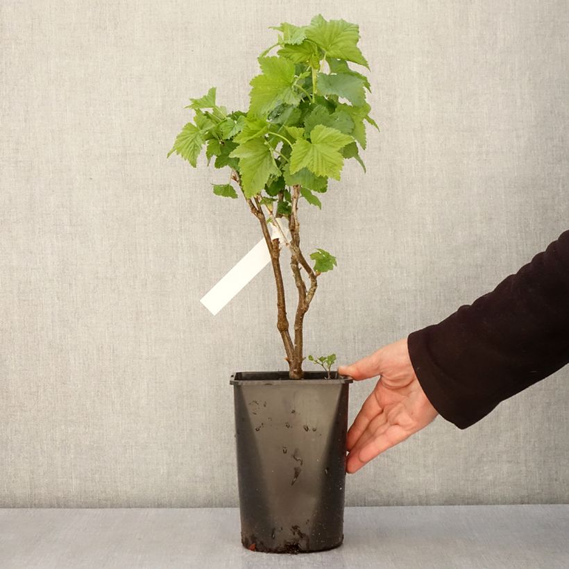 Exemplaar van Zwarte bes Triton Pot van 2 l/3 l, Pol zoals geleverd in de lente