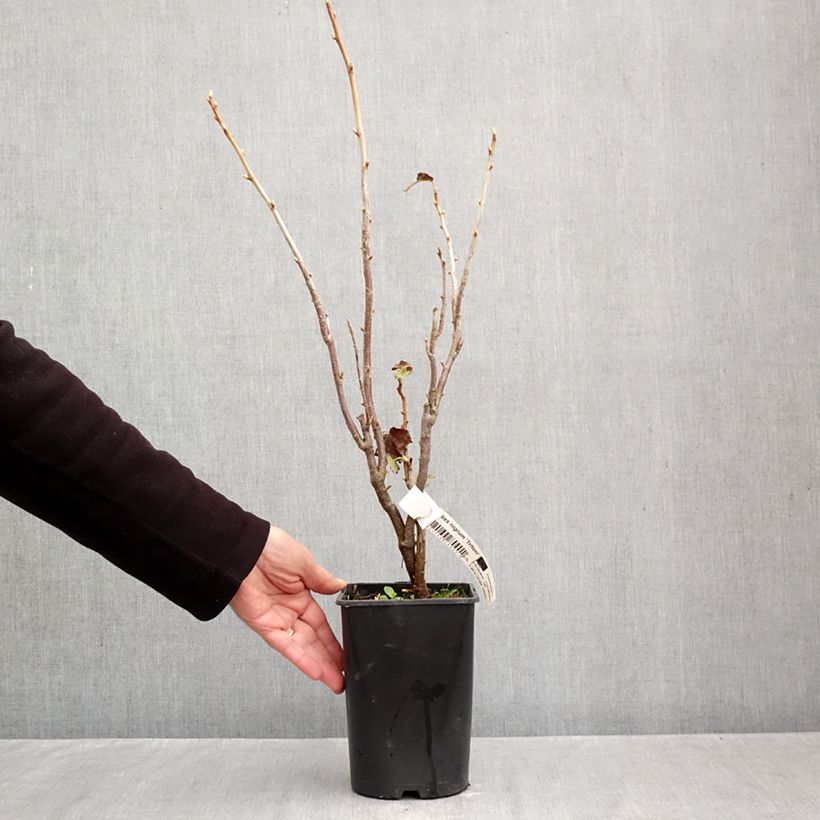 Exemplaar van Zwarte bes Triton Pot van 2 l/3 l, Pol zoals geleverd in de herfst