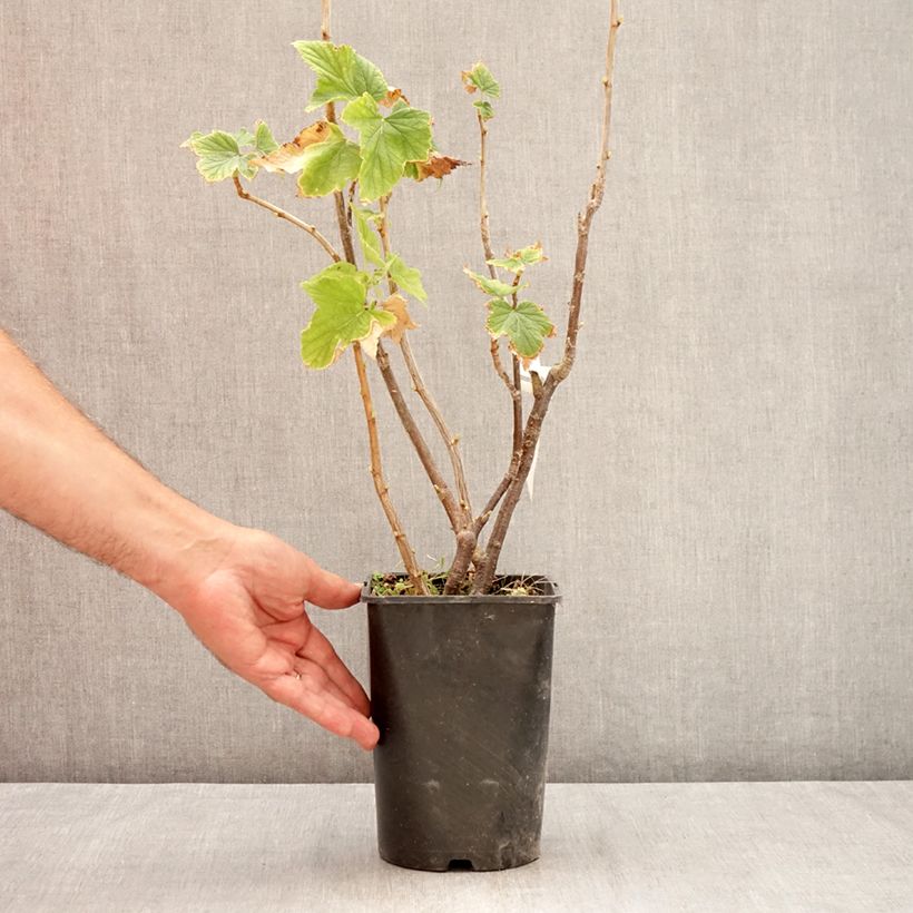 Exemplaar van Zwarte bes Triton Pot van 2 l/3 l, Pol zoals geleverd in de zomer