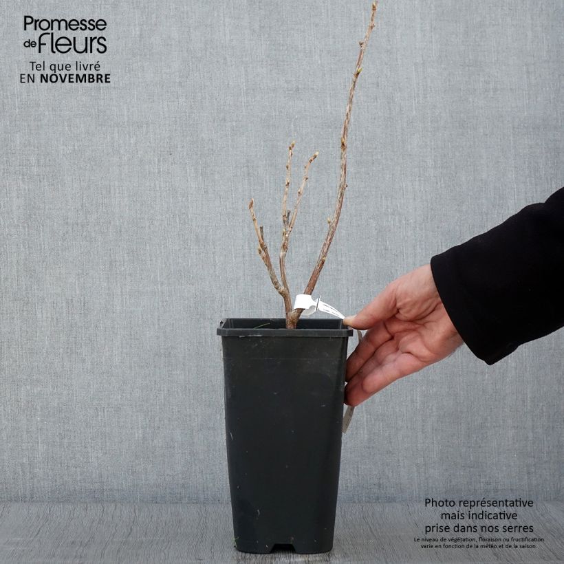 Exemplaar van Zwarte bes Troll Pot van 2 l/3 l, Struik zoals geleverd in de herfst