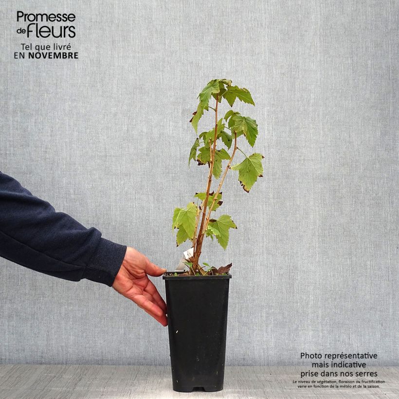 Exemplaar van Zwarte bes Wellington Pot van 1,5 l/2 l, Struik zoals geleverd in de herfst