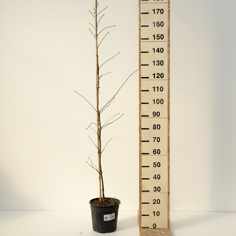 Example of Castanea sativa Aspleniifolia - Châtaignier à feuille de fougère Pot van 7,5 l/10 l as you get in hiver