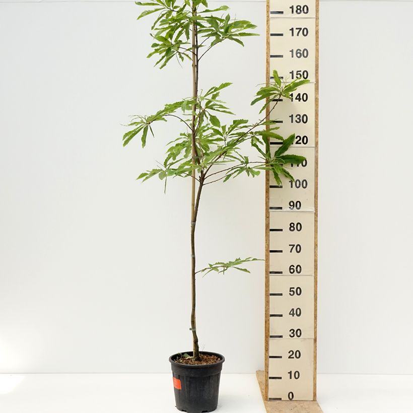 Exemplaar van Castanea sativa Aspleniifolia - Tamme kastanje Pot van 7,5 l/10 l, Stengel zoals geleverd in de lente