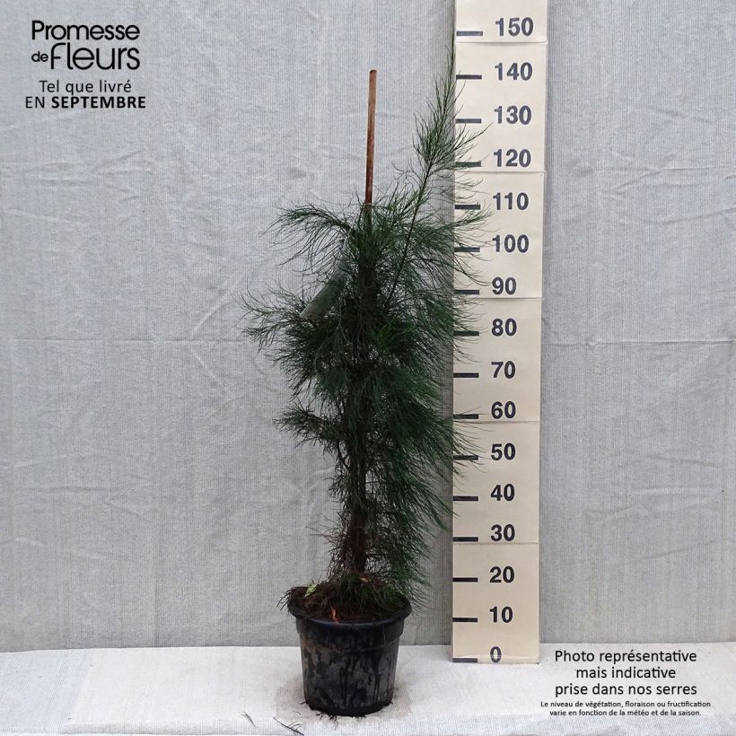 Exemplaar van Casuarina equisetifolia - Filao Pot van 7,5 l/10 l zoals geleverd in de herfst