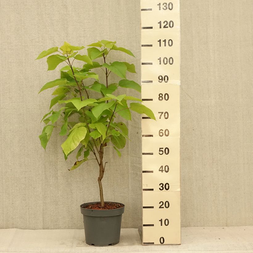 Exemplaar van Catalpa bignonioides Aurea - Trompetboom Pot van 4 l/5 l zoals geleverd in de zomer
