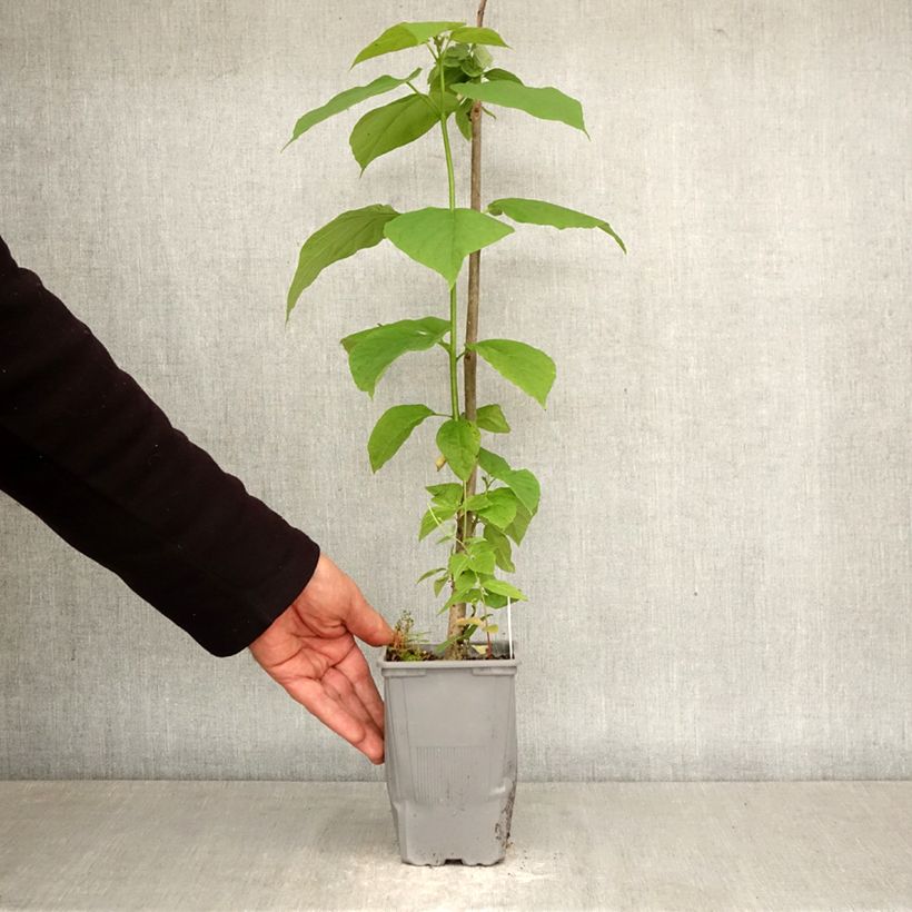 Exemplaar van Catalpa bignonioides - Trompetboom Pot van 12 cm / 13 cm, Kroonhoogte zoals geleverd in de lente