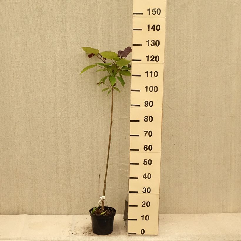 Exemplaar van Catalpa erubescens Purpurea - Trompetboom Pot van 3 l/4 l zoals geleverd in de zomer