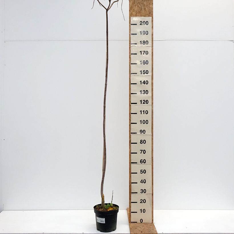 Exemplaar van Catalpa ovata Slender Silhouette - Chinese trompetboom Pot van 7,5 l/10 l zoals geleverd in de herfst