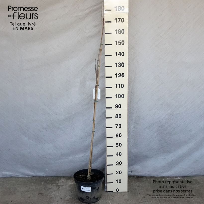 Exemplaar van Catalpa speciosa Pulverulenta - Grootbloemige trompetboom Pot van 7,5 l/10 l zoals geleverd in de lente