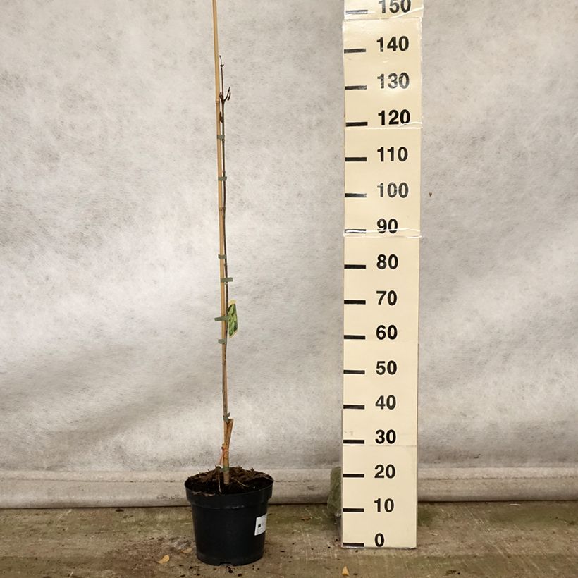 Exemplaar van Catalpa speciosa Pulverulenta - Grootbloemige trompetboom Pot van 7,5 l/10 l zoals geleverd in de herfst