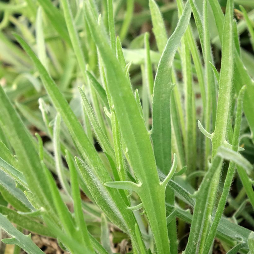 Catananche caerulea Alba - Witte strobloem (Blad)