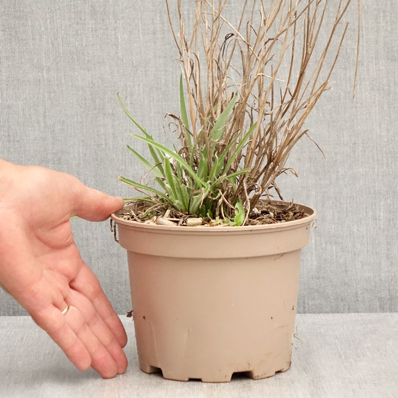 Exemplaar van Catananche caerulea - Blauwe strobloem Pot van 2 l/3 l zoals geleverd in de zomer