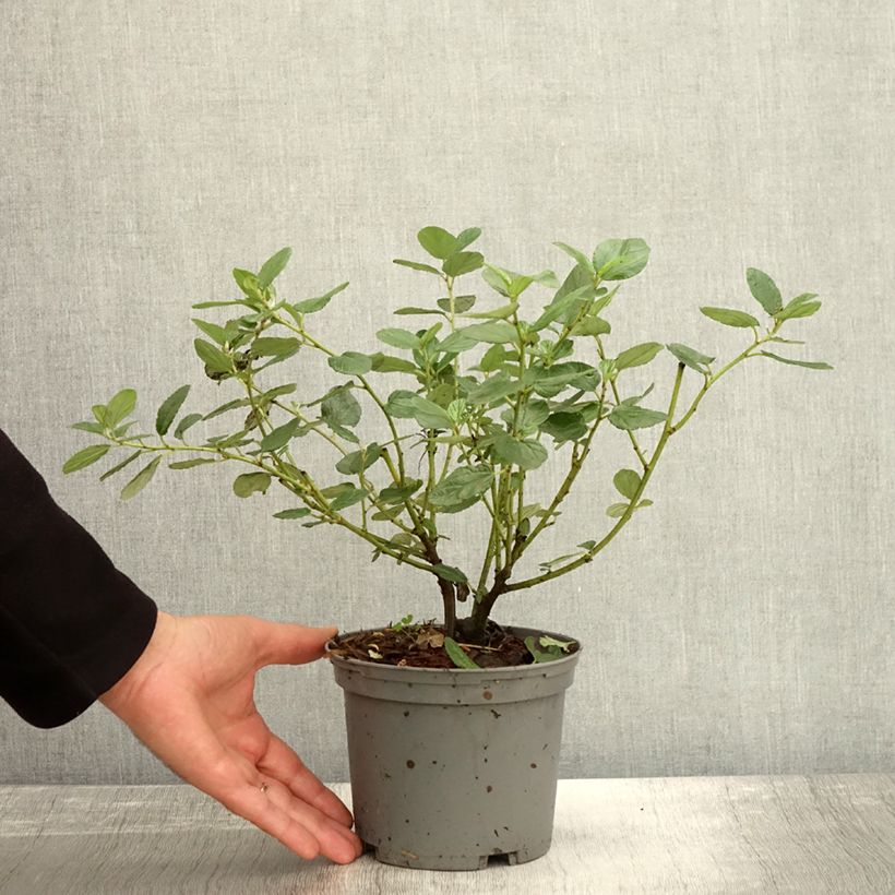 Exemplaar van Ceanothus Trewithen Blue - Amerikaanse sering Pot van 2 l/3 l zoals geleverd in de herfst