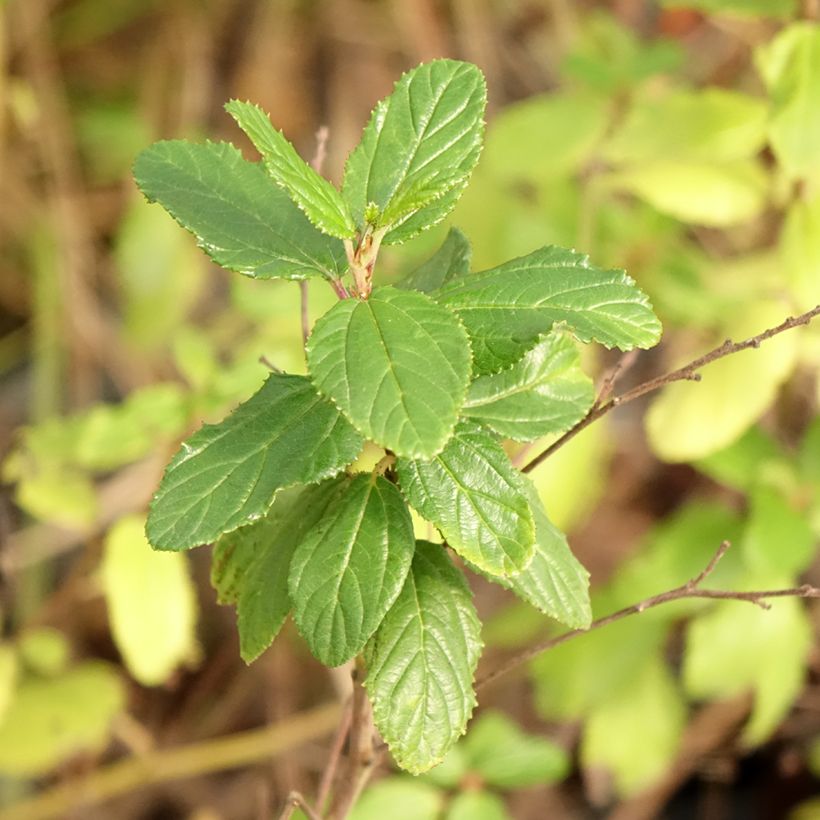 Ceanothus Burkwoodii - Amerikaanse sering (Foliage)