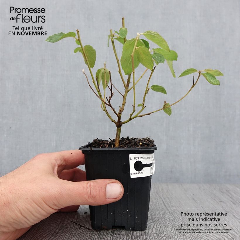 Exemplaar van Ceanothus delilianus - Amerikaanse sering Kweekpotje van 8/9 cm zoals geleverd in de herfst