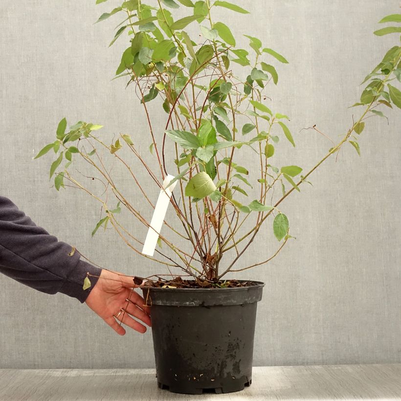 Exemplaar van Ceanothus delilianus - Amerikaanse sering Pot van 7,5 l/10 l zoals geleverd in de herfst