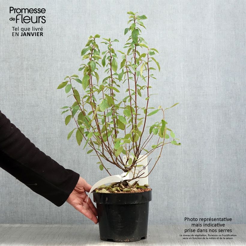 Example of Ceanothus delilianus Henri Desfossé - Amerikaanse sering Pot van 2 l/3 l as you get in hiver