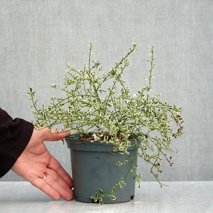 Exemplaar van Ceanothus impressus Cool Blue - Amerikaanse sering Pot van 1,5 l/2 l zoals geleverd in de herfst