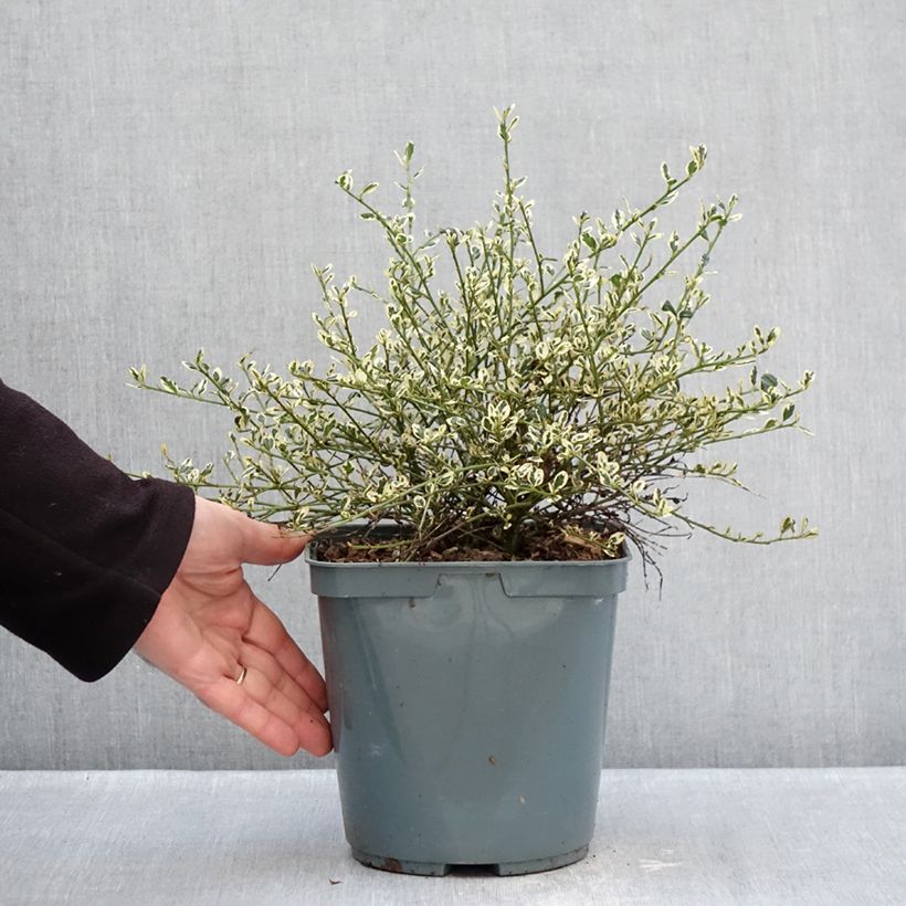 Example of Céanothe impressus Cool Blue - Lilas de Californie Pot van 4 l/5 l as you get in hiver