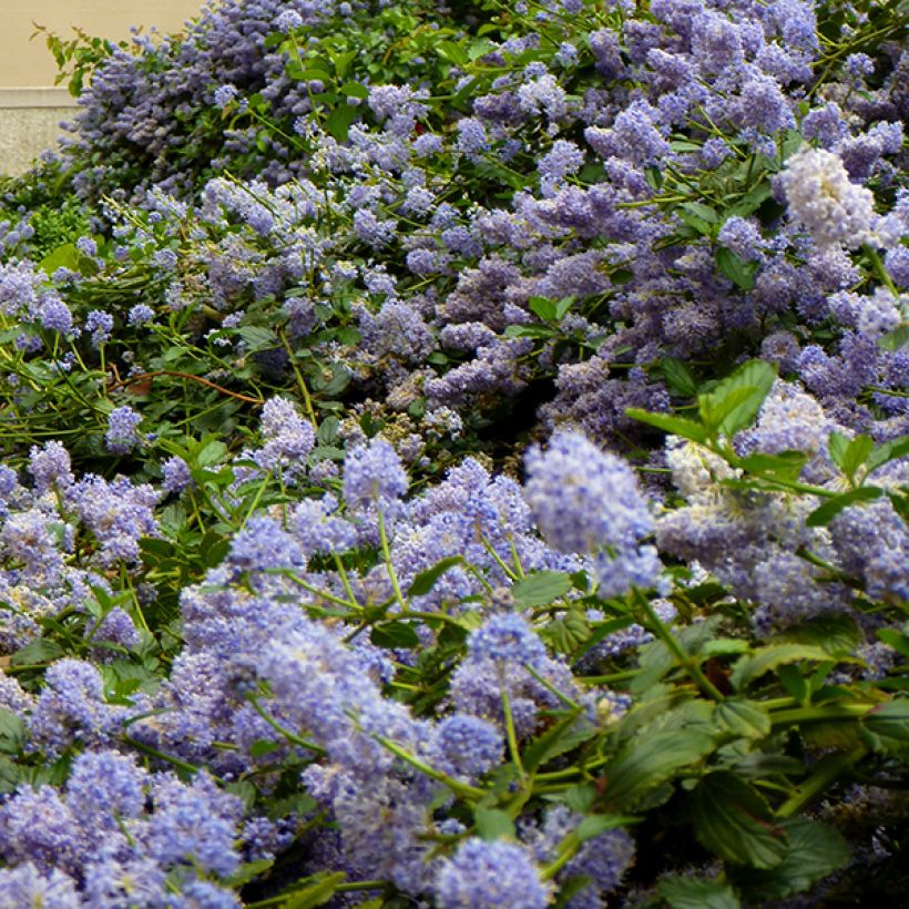 Ceanothus pallidus Marie Blue Minmari - Amerikaanse sering (Flowering)