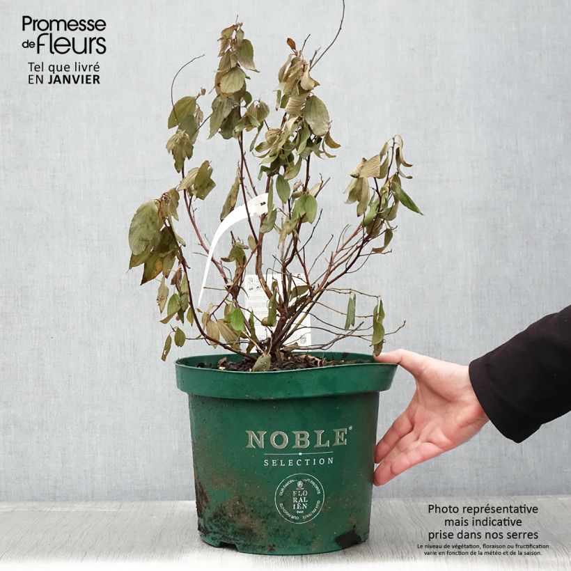 Example of Céanothe pallidus Marie Blue (Marie Bleue) - Céanothe caduc Pot van 7,5 l/10 l as you get in hiver