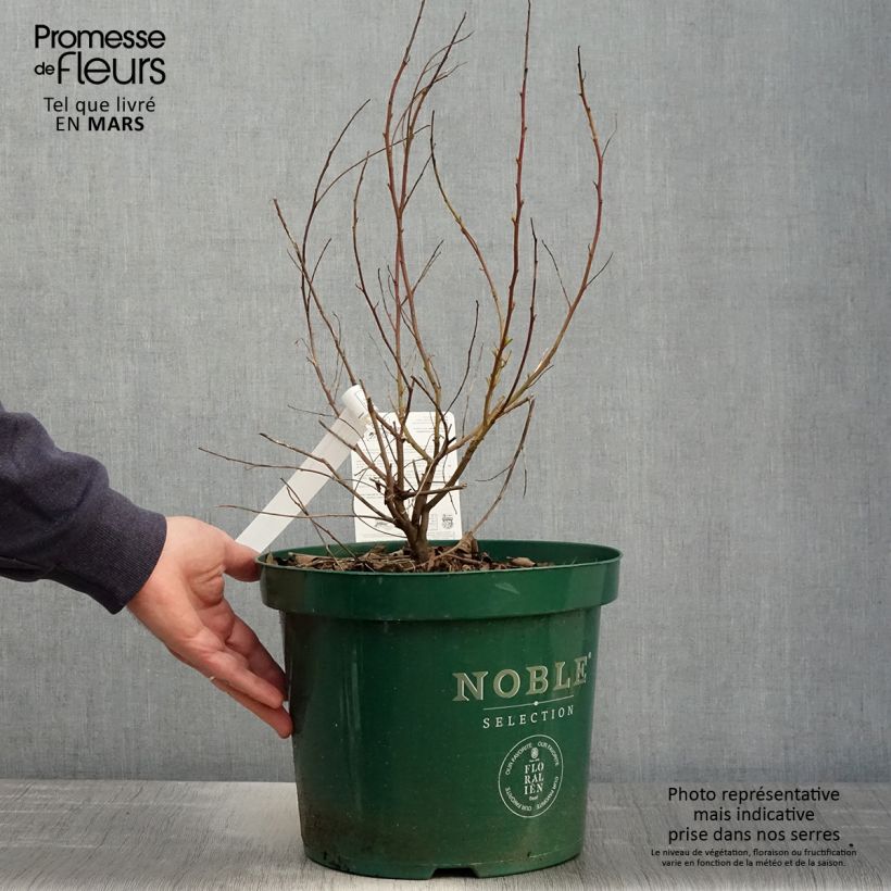 Exemplaar van Ceanothus pallidus Marie Blue Minmari - Amerikaanse sering Pot van 7,5 l/10 l zoals geleverd in de lente