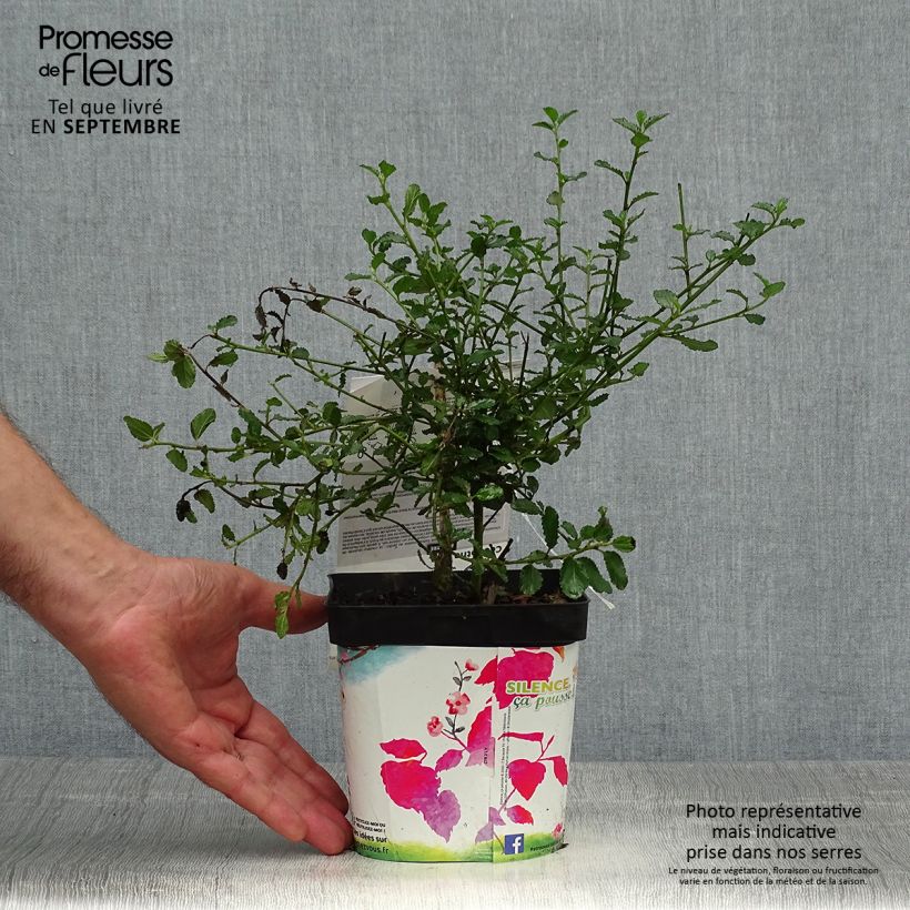 Exemplaar van Ceanothus prostratus - Amerikaanse sering Pot van 2 l/3 l zoals geleverd in de herfst