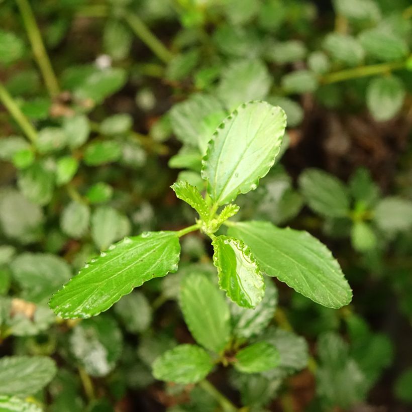 Ceanothus prostratus - Amerikaanse sering (Blad)