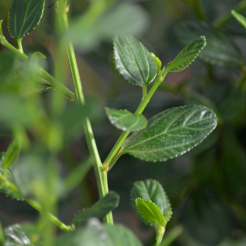 Ceanothus Skylark - Amerikaanse sering (Foliage)