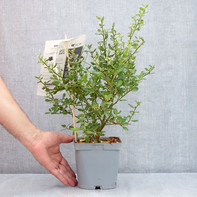 Exemplaar van Ceanothus Skylark - Amerikaanse sering Pot van 2 l/3 l zoals geleverd in de zomer