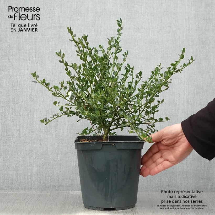 Example of Ceanothus Skylark - Amerikaanse sering Pot van 2 l/3 l as you get in hiver