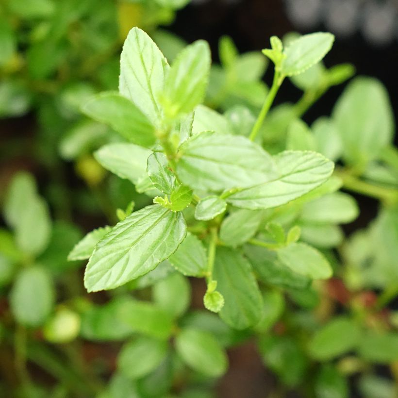 Ceanothus x thyrsiflorus Snow Flurries - Amerikaanse sering (Blad)