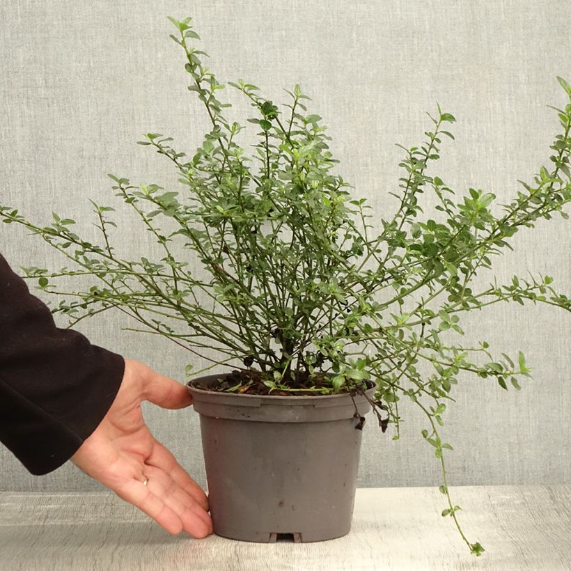 Exemplaar van Ceanothus x thyrsiflorus Snow Flurries - Amerikaanse sering Pot van 2 l/3 l zoals geleverd in de herfst